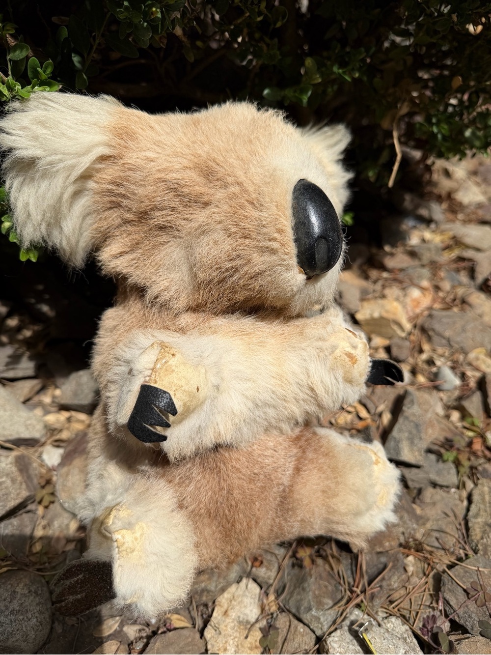 Koala Plush Made From Genuine Kangaroo Skin Missing the eyes 9”